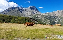 VBS_1 -  Plateau du Mont-Cenise, Grand Croix, Marmotte_-_0010 mt